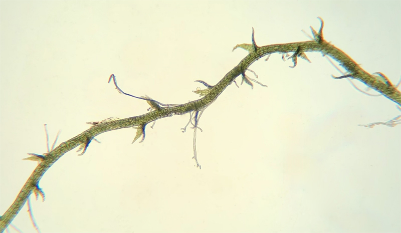 Cephaloziella elachista